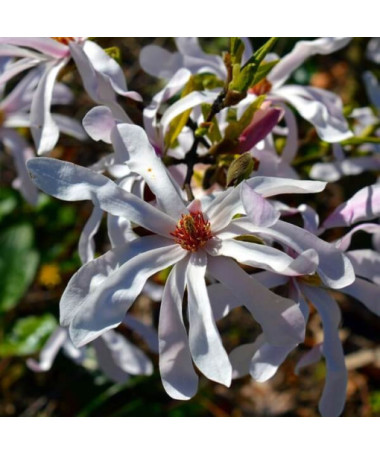 Magnolie Stellata P9, 2L