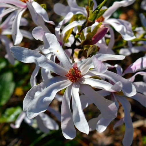 Magnolie Stellata P9, 2L