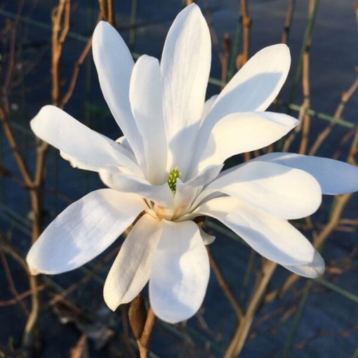 Magnolie Stellata P9, 2L