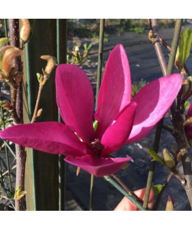 Purpurmagnolie 'Nigra' Topf, 2L