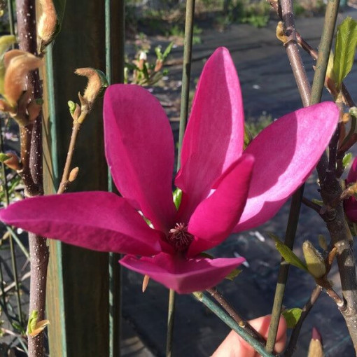Purpurmagnolie 'Nigra' Topf, 2L