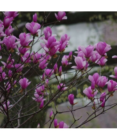 Purpurmagnolie 'Nigra' Topf, 2L