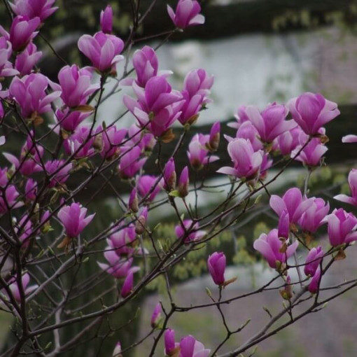 Purpurmagnolie 'Nigra' Topf, 2L