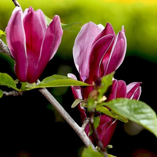 Purpurmagnolie 'Nigra' Topf, 2L