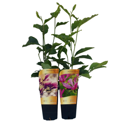 Purpurmagnolie 'Nigra' Topf, 2L