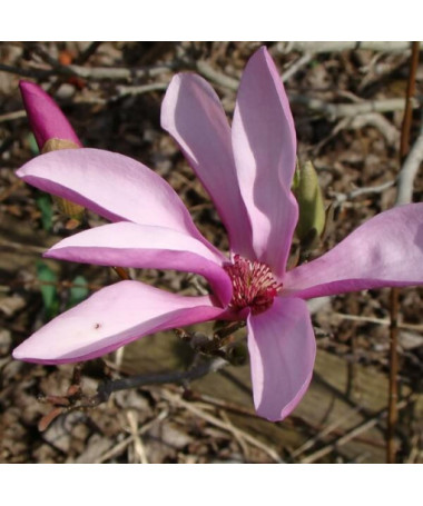 Zwischenmagnolie Magnolia x soulangeana, 2L Topf