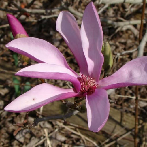 Zwischenmagnolie Magnolia x soulangeana, 2L Topf