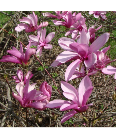 Zwischenmagnolie Magnolia x soulangeana, 2L Topf
