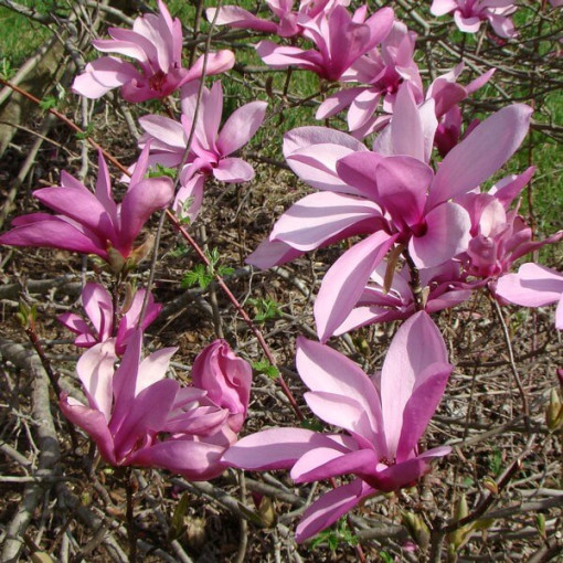 Zwischenmagnolie Magnolia x soulangeana, 2L Topf