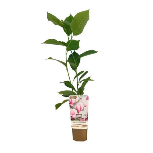 Zwischenmagnolie Magnolia x soulangeana, 2L Topf