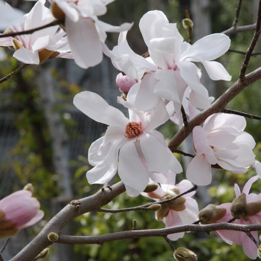 Magnolia loebnera 'Merrill' Topf, 2l