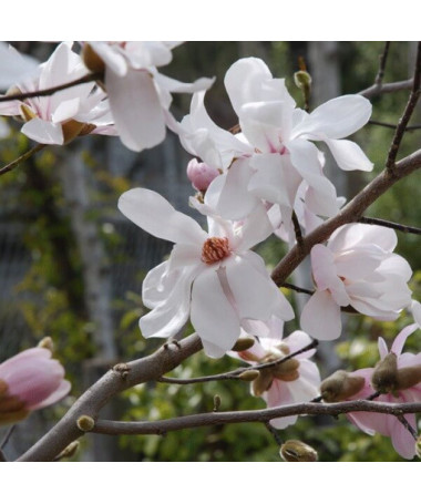Magnolia loebnera 'Merrill' P9/C1