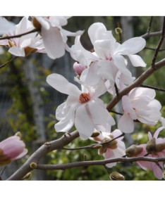 Magnolia loebnera 'Merrill' P9/C1