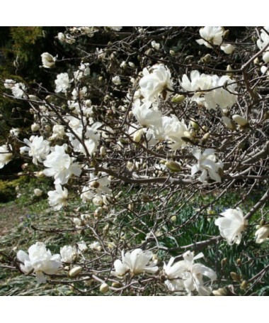 Magnolia loebnera 'Merrill' P9/C1