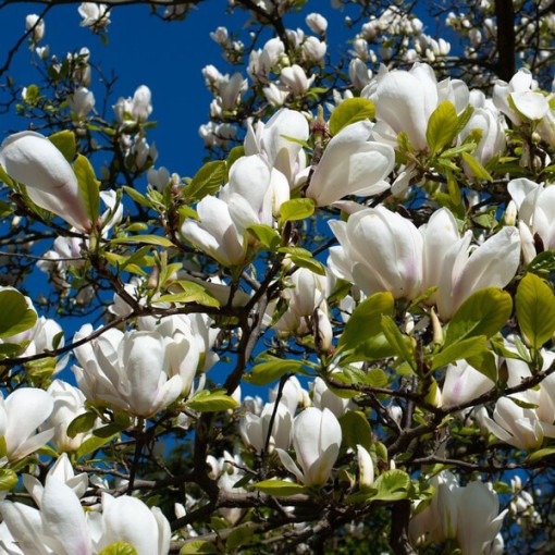 Magnolia loebnera 'Merrill' P9/C1