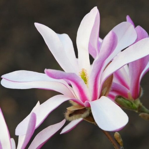 Magnolie loebnera 'Leonard Messel' Topf, 2l