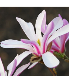 Magnolie loebnera 'Leonard Messel' Topf, 2l