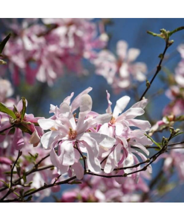 Magnolie loebnera 'Leonard Messel' Topf, 2l