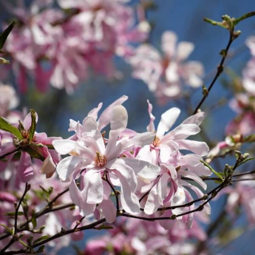 Magnolie loebnera 'Leonard Messel' Topf, 2l