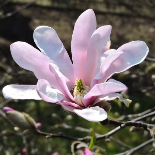 Magnolie loebnera 'Leonard Messel' Topf, 2l