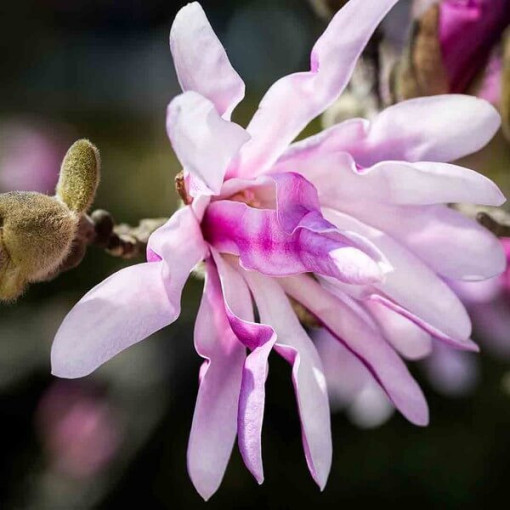 Magnolie loebnera 'Leonard Messel' Topf, 2l