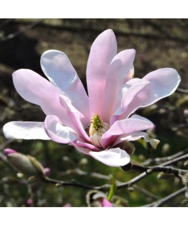 Magnolie loebnera 'Leonard Messel' P9/C1