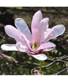 Magnolie loebnera 'Leonard Messel' P9/C1