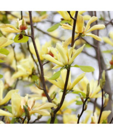 Japanische Magnolie 'Esveld Select' Topf, 2l