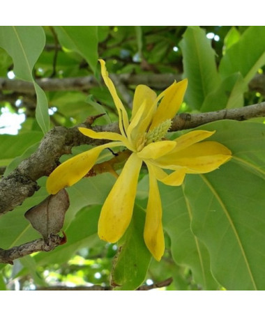 Japanische Magnolie 'Esveld Select' Topf, 2l