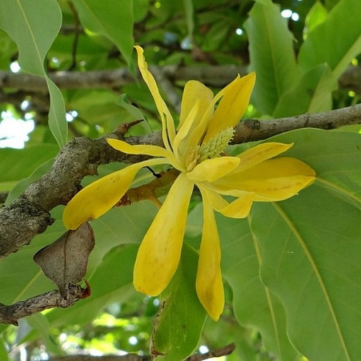 Japanische Magnolie 'Esveld Select' Topf, 2l