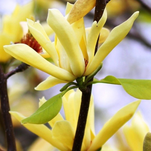 Japanische Magnolie 'Esveld Select' Topf, 2l