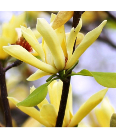 Japanische Magnolie 'Esveld Select' P9/C1