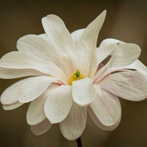 Sternmagnolie 'Royal Star' Topf, 2L