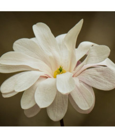 Sternmagnolie 'Royal Star' Topf, 2L