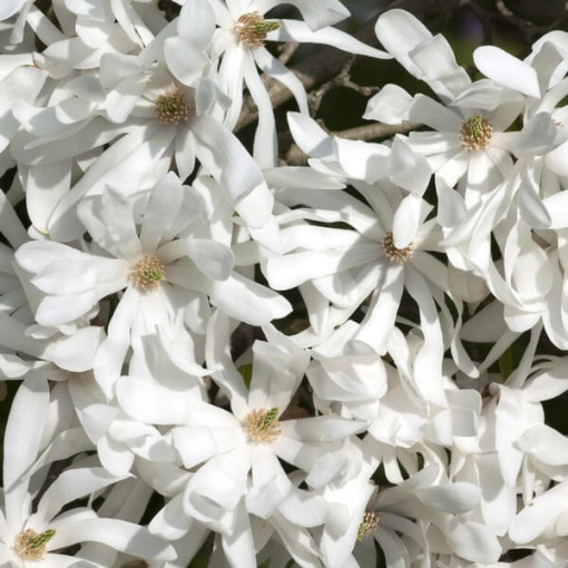 Sternmagnolie 'Royal Star' Topf, 2L