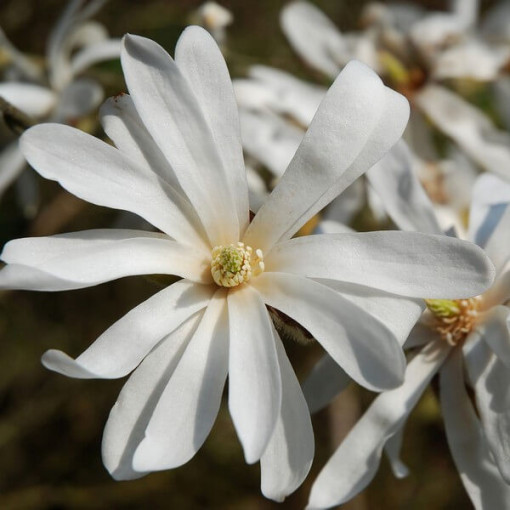 Sternmagnolie 'Royal Star' Topf, 2L