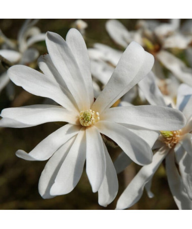 Sternmagnolie 'Royal Star' P9/C1