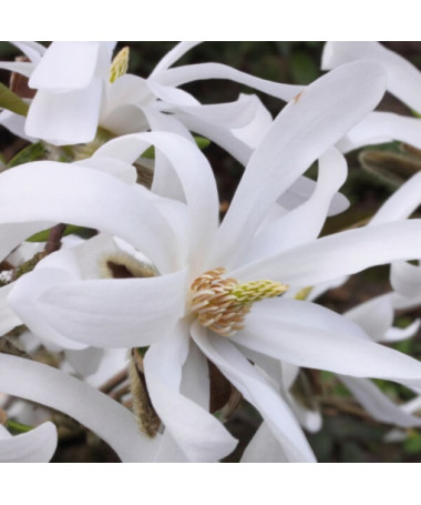 Sternmagnolie 'Royal Star' P9/C1