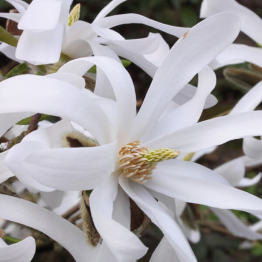 Sternmagnolie 'Royal Star' P9/C1