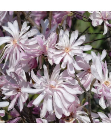 Stern-Magnolie (Stellata) 'Waterlily' Topf, 2l