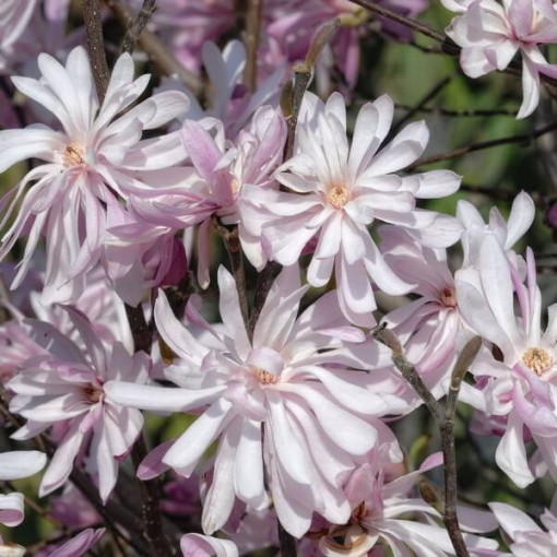 Stern-Magnolie (Stellata) 'Waterlily' Topf, 2l