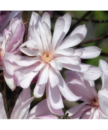 Stern-Magnolie (Stellata) 'Waterlily' Topf, 2l