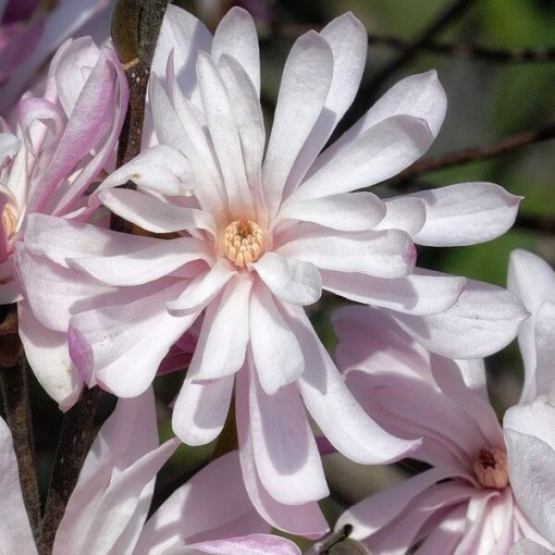 Stern-Magnolie (Stellata) 'Waterlily' Topf, 2l