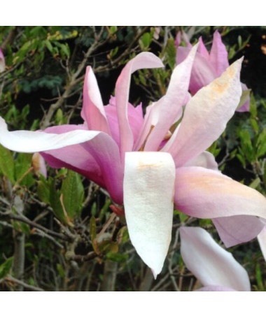 Magnolie 'George Henry Kern' Topf, 2L