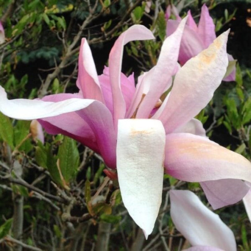 Magnolie 'George Henry Kern' Topf, 2L
