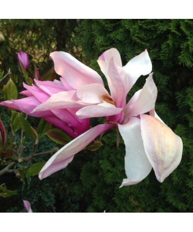 Magnolie 'George Henry Kern' Topf, 2L