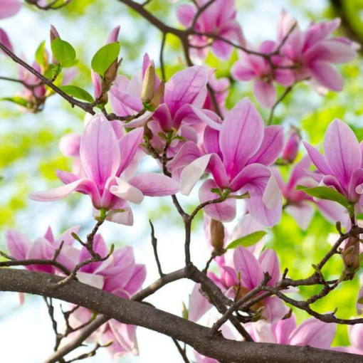 Magnolie 'George Henry Kern' Topf, 2L