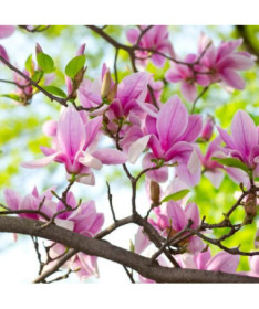 Magnolie 'George Henry Kern' P9/C1