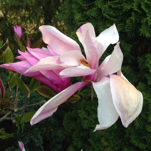 Magnolie 'George Henry Kern' P9/C1