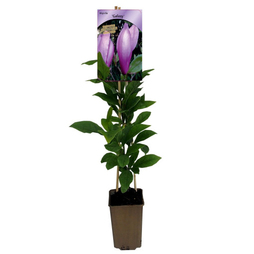Magnolie 'Galaxy' P9/C1